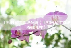 手机的文件管理在哪（手机的文件管理在哪儿找）