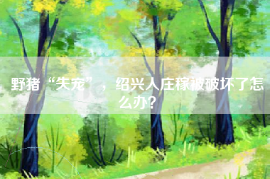 野猪“失宠”，绍兴人庄稼被破坏了怎么办？