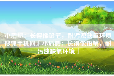 小盾鳢：长得像铅笔，耐污浊缺氧环境搜狐手机网「小盾鳢：长得像铅笔，耐污浊缺氧环境」
